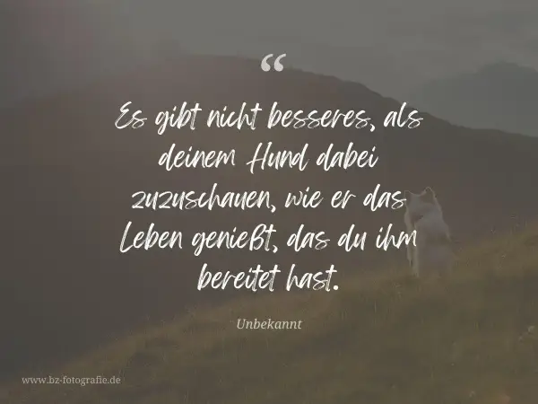 Hund sitzt auf einer Wiese vor Bergkulisse, Zitat über Hunde.